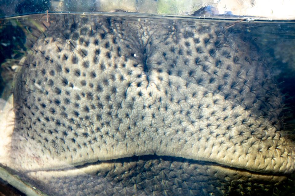 Bibi rests her snout against the glass at the Cincinnati Zoo & Botanical Garden.