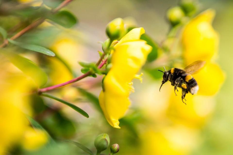 <span>Photograph: Peter Devlin/Alamy</span>