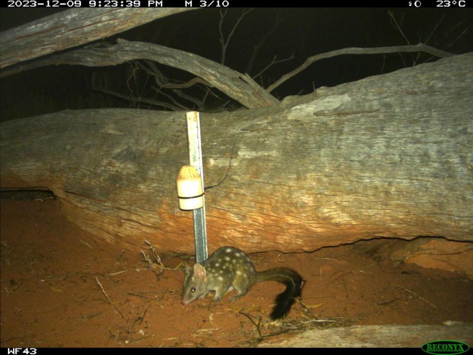 A baby Western quoll near a trap in the Mount Gibson Sanctuary. Photo from the Australian Wildlife Conservancy