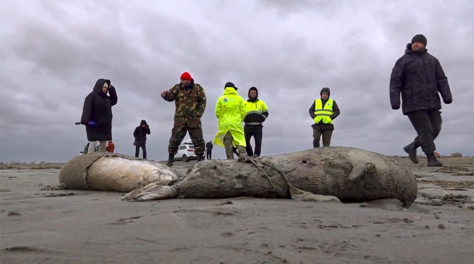 UPDATING THE NUMBER OF DEAD SEALS In this image taken from footage provided by the RU-RTR Russian television on Sunday, Dec. 4, 2022, Journalists and Interdistrict Environmental Prosecutor's Office employees walk near the bodies of dead seals on shore of the Caspian Sea, Dagestan. Officials say that about 1,700 seals have been found dead on the Caspian Sea coast in southern Russia. Authorities in the Russian province of Dagestan say that it’s still unclear what caused the animals’ death, but they likely died of natural reasons. (RU-RTR Russian Television via AP)