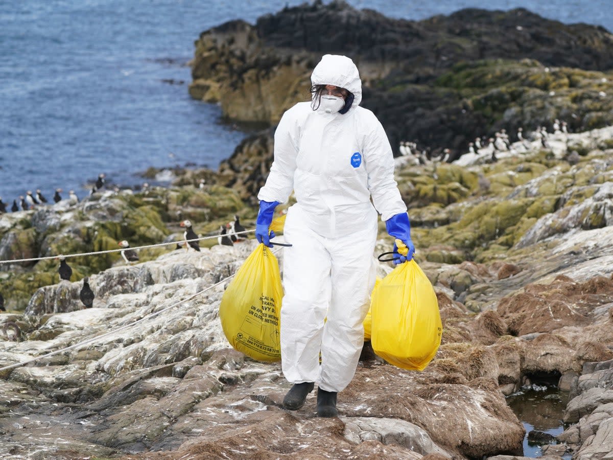 A National Trust ranger clears deceased birds from Staple Island, one of the Outer Group of the Farne Islands, off the coast of Northumberland, where the impact of Avian Influenza is having a devastating effect (PA)