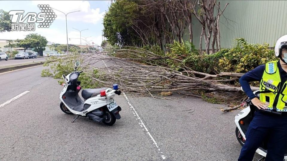 小港路樹倒塌。（圖／TVBS）
