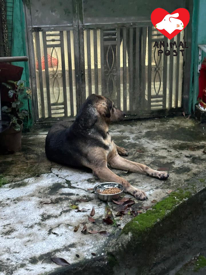 狗狗連日內到不同村屋門口躺下。