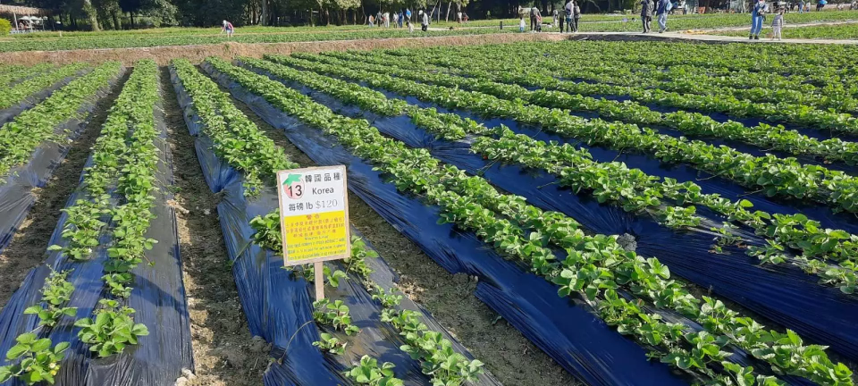 新年好去處2023｜香港新春一日遊推薦！最平$138起包林村許願節行大運／五星酒店點心放題／香港摩天輪門票