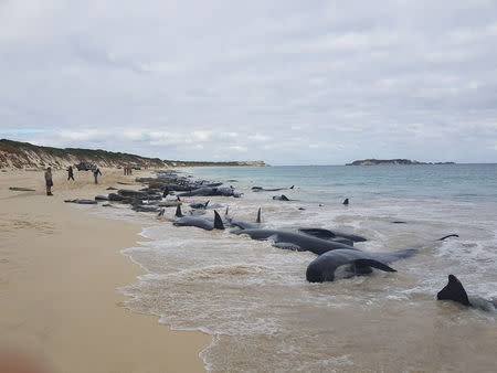 Stranded whales on the beach at Hamelin Bay in this picture obtained from social media, March 23, 2018. Leearne Hollowood/via REUTERS