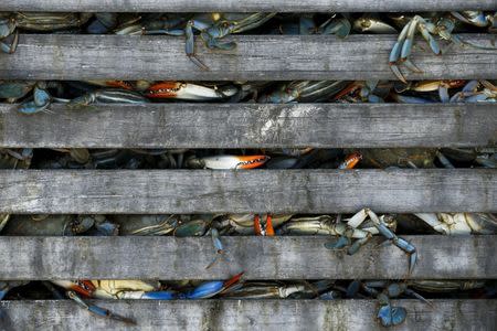 Workers unload bushel baskets of live blue crabs into a large carriage before pressure steaming them at the A.E. Phillips & Son Inc. crab picking house on Hooper's Island in Fishing Creek, Maryland August 26, 2015. REUTERS/Jonathan Ernst