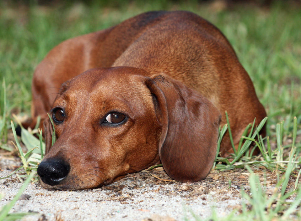 They’re little but have the face of a big dog