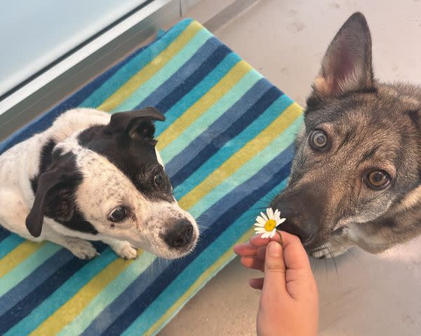 <p>Dutchess County SPCA</p> Nibs (left) and Kaylee (right) at the Dutchess County SPCA in Hyde Park. New YOrk