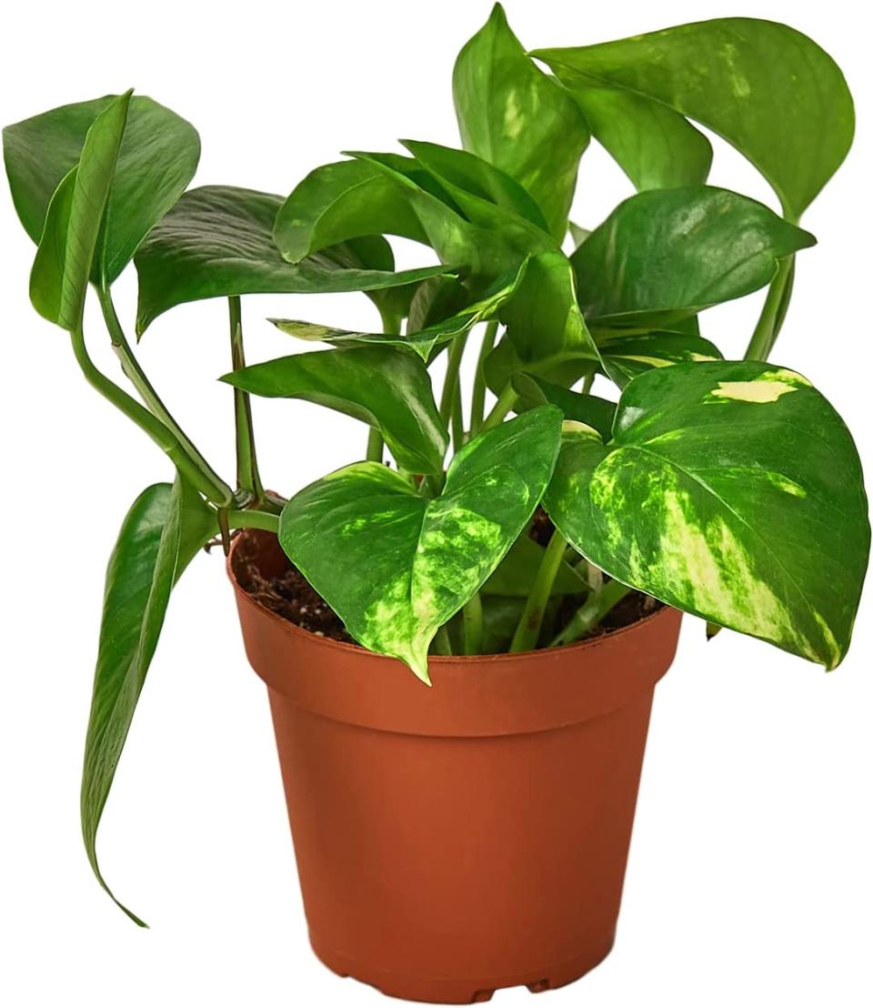 best indoor plants, Pothos from Amazon