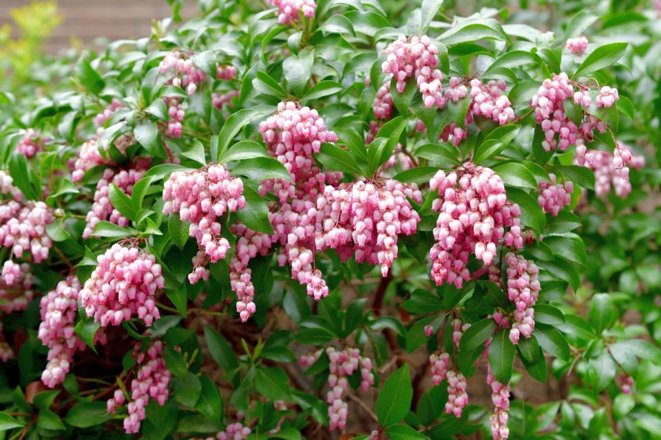 Japanese Pieris