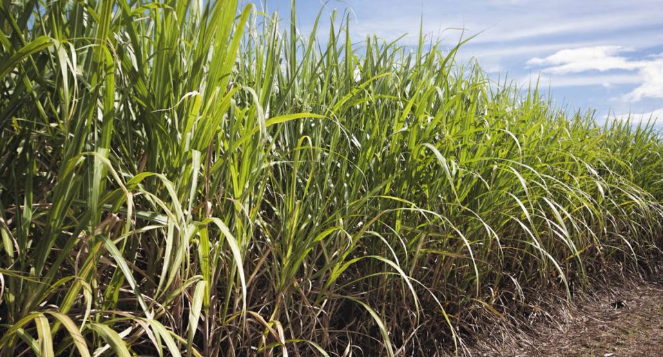 Sugar cane crops in Northern NSW. 