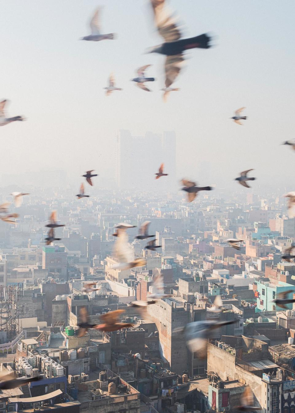 Birds swoop through smog in Delhi on a December morning with air quality in the “very unhealthy” category.<span class="copyright">Sarker Protick for TIME</span>