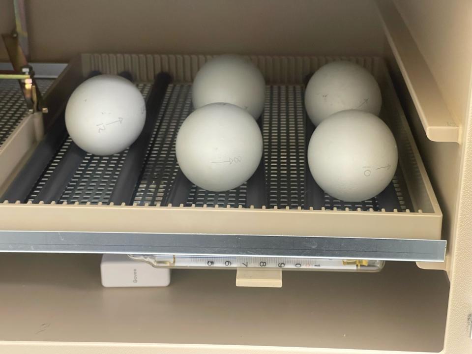 Condor eggs in the incubator.