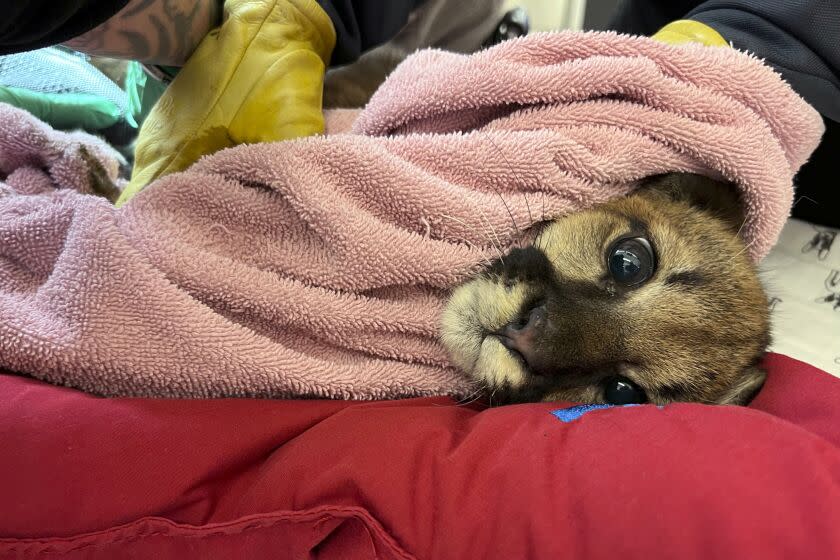 A mountain lion cub lays on her side, wrapped up in a towel, looking at camera.