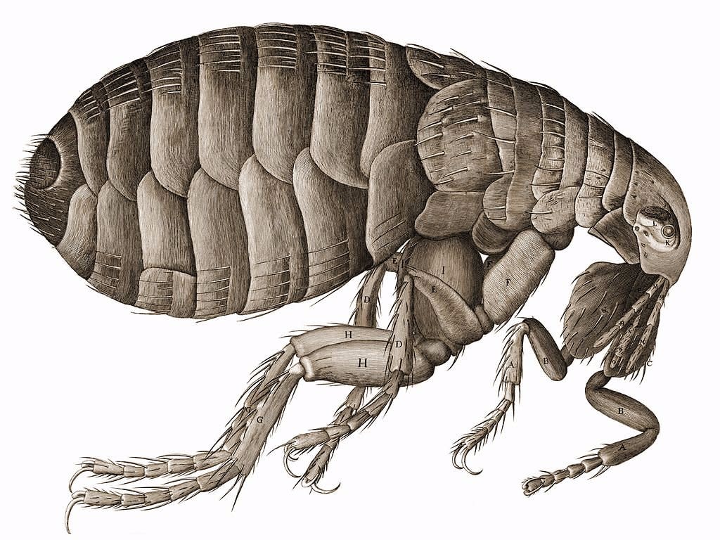 Fleas carry the bubonic plague (Getty)