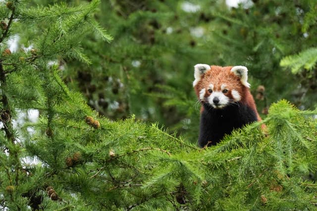 Red panda Esha at Peak Wildfire park