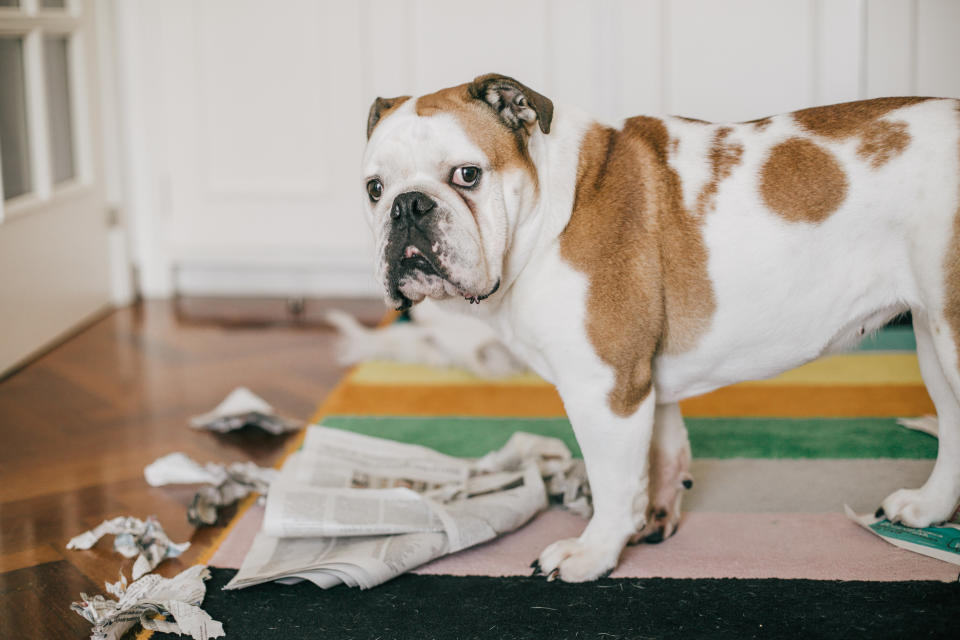 Punishing a dog's past behaviour is pointless, say the experts. (Getty Images)