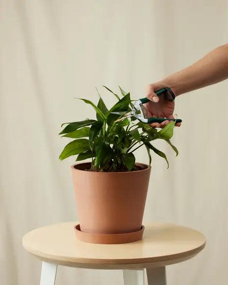 <p><a href="https://bloomscape.com/product/baltic-blue-pothos/" rel="nofollow noopener" target="_blank" data-ylk="slk:Shop Now;elm:context_link;itc:0;sec:content-canvas" class="link rapid-noclick-resp">Shop Now</a></p><p>Baltic Blue Pothos</p><p>bloomscape.com</p><p>$79.00</p><span class="copyright">Bloomscape</span>