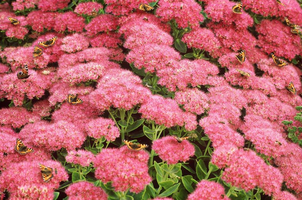 types of flowers autumn sedum