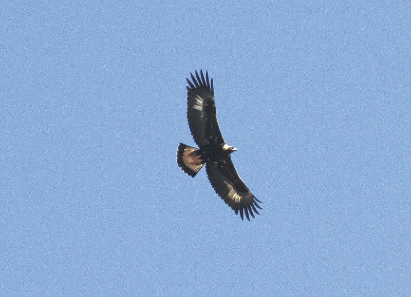 An image of an immature golden eagle taken during the Raptor Watch in Mackinaw City. Thousands of predator birds gather near the city, using thermal pockets to gain altitude before flying across the Straits of Mackinac.