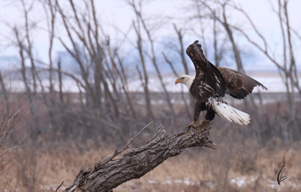 Bald Eagle