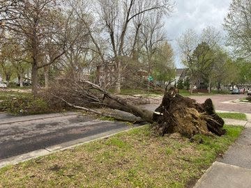A massive tree in the McKennan/Susan B Anthony neighborhood is uprooted after a storm in Sioux Falls on Thursday, May 12.