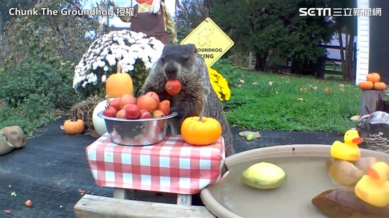 帕瑪爾為恰克打造一個漂亮又舒適的用餐區。（圖／Chunk The Groundhog 授權）