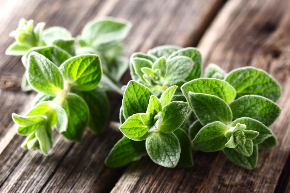 <h1 class="title">Oregano</h1><cite class="credit">Photo by Shutterstock</cite>