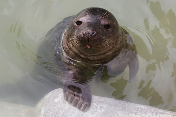 A seal pup which was washed up into a garden in Cornwall during the storms is ready to be released back into the sea