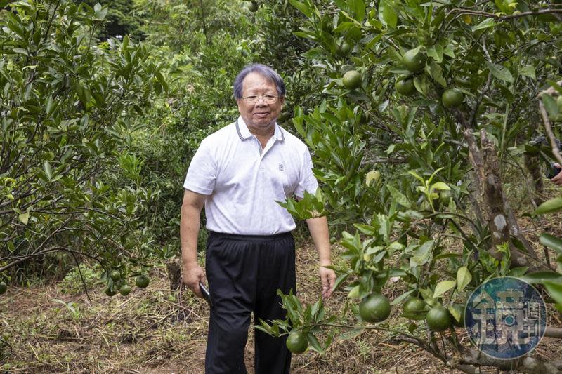 張榮豐帶著我們回到老家旁的橘園。他少時家貧，早早被選入村裡能挑重擔的行列，做各種粗工、幫鄰人挑橘子，以賺取微薄家用。