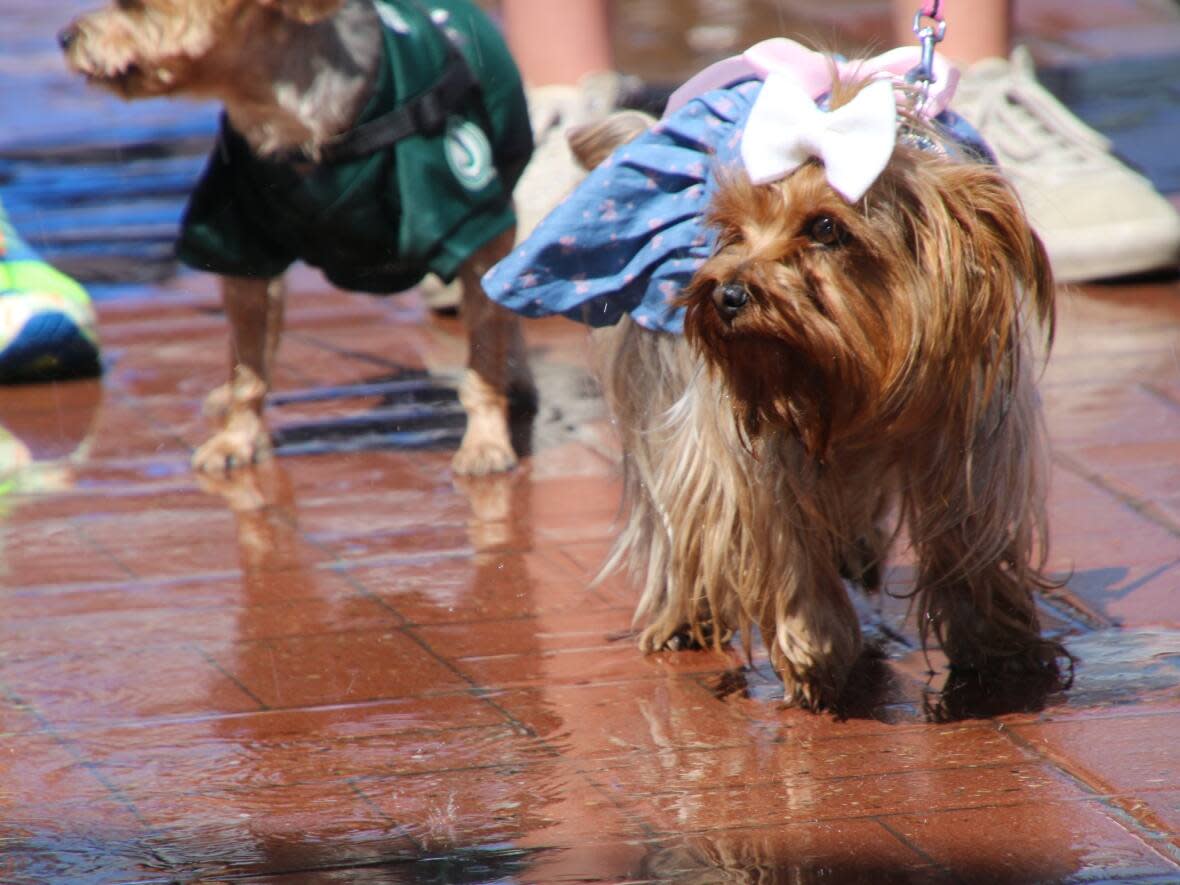 A dog cools off at Pet-a-Palooza in Calgary in 2018.  (Rachel Maclean/CBC - image credit)