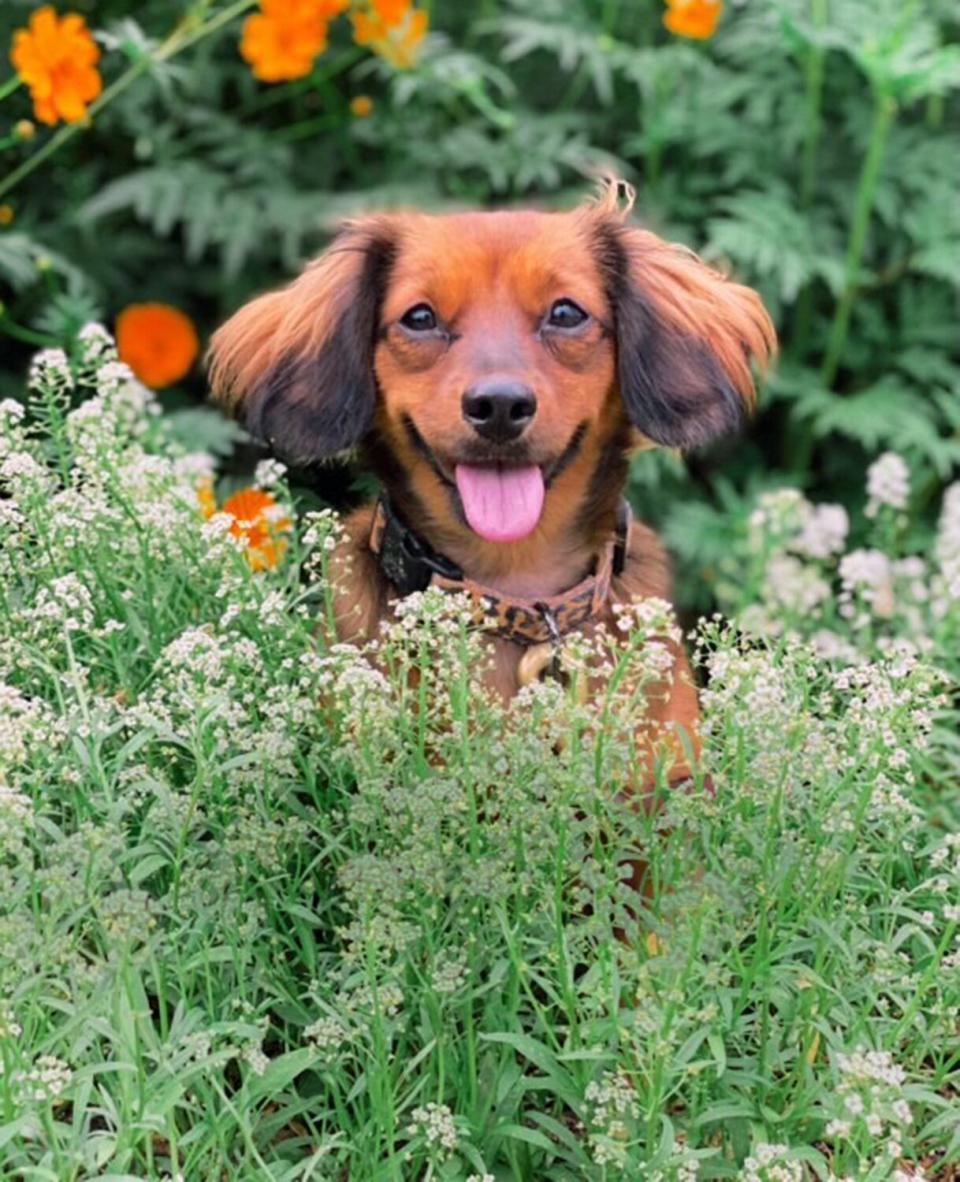 Cutest Rescue Dogs