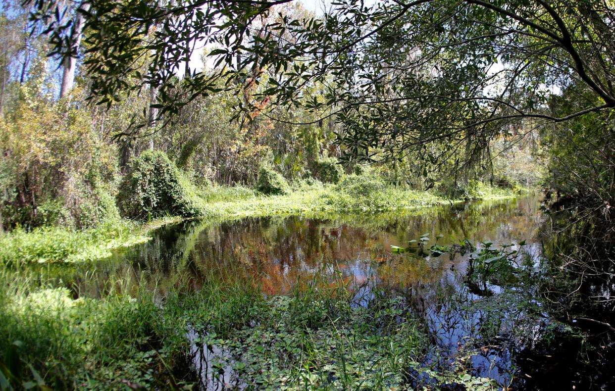 Tiger Creek Preserve near Babson Park draws its name from a blackwater stream that flows slowly through the property. Tiger Creek is one of 14 sites newly added to the Great Florida Wildlife and Birding Trail.