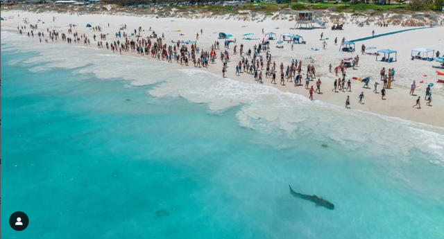 Drone footage shows Perth's favourite tiger shark Trevor might be back at  Mullaloo beach harassing swimmers