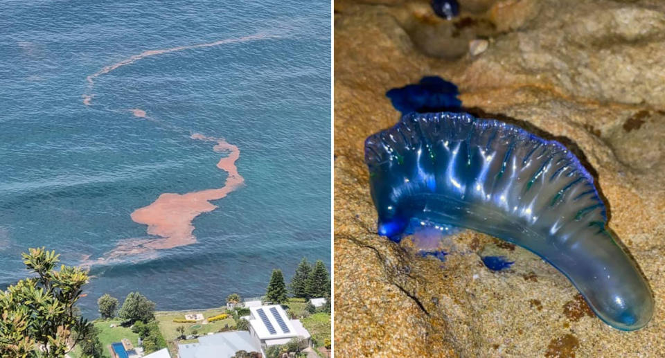 (right) tiny, floating algae-like species of plankton called Noctiluca (left) which appear as pink haze during the day. Source: (right) Facebook/Paul Cullen (left) Facebook/Anissa Mogford-Clancy