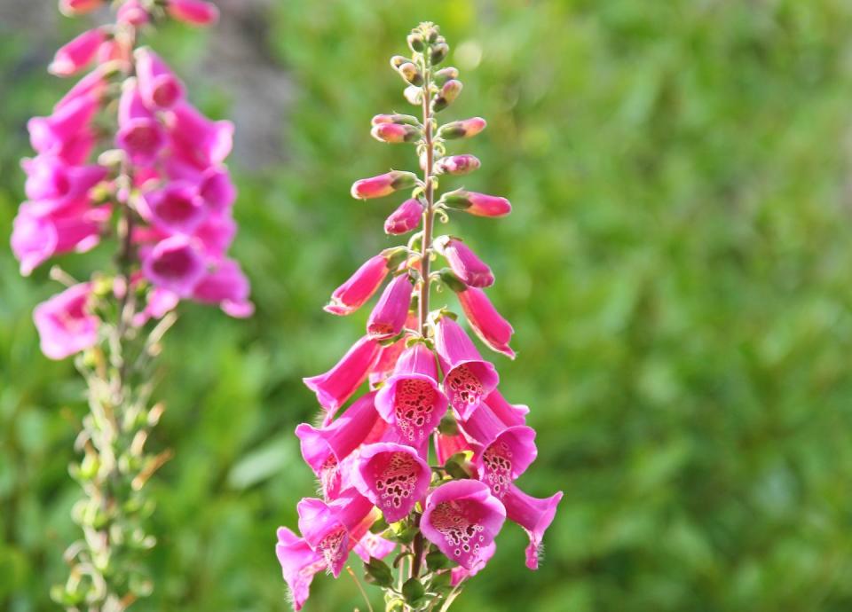 summer flowers, close up of pink foxglove flowers