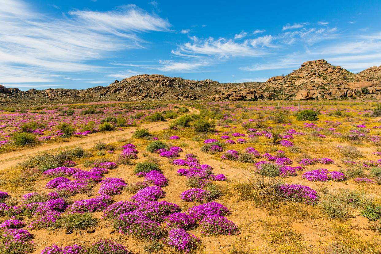 The annual wildflower displays of Namaqualand CREDIT: - Frank Schroeder