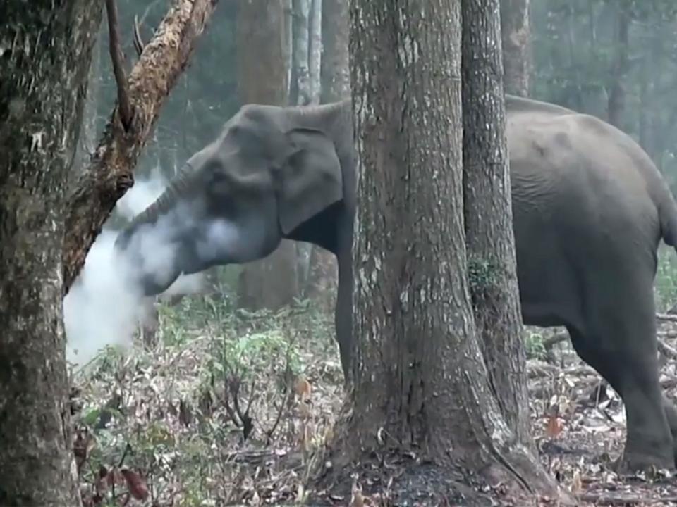 Elephant caught 'smoking' on camera leaves scientists baffled