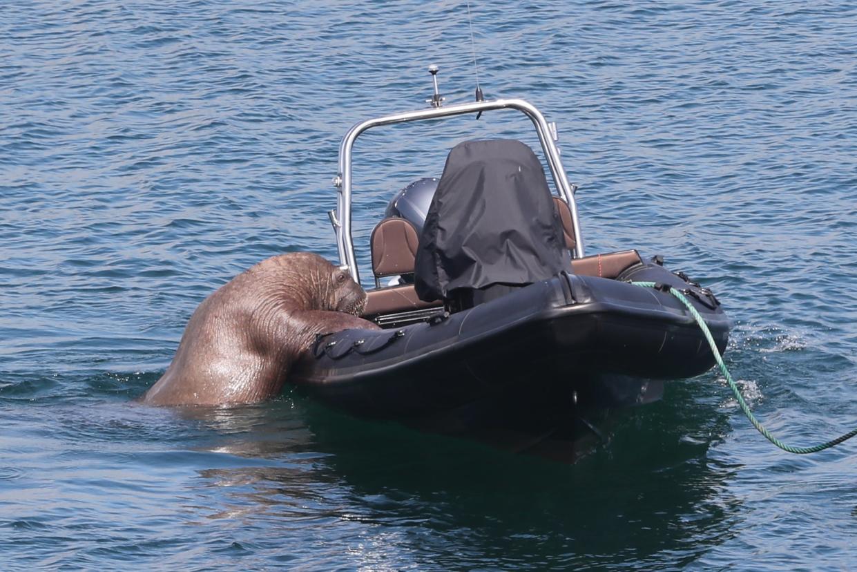 “Wally” the arctic walrus takes an interest in a boat off the coast of Ardmore, Co Waterford. The walrus was first spotted on Valentia Island in Co Kerry in March, and has also been seen off Pembrokeshire in Wales, Cornwall in England, and the coast of France, and most recently in the Isles of Scilly. Picture date: Wednesday August 4, 2021. (PA Wire)