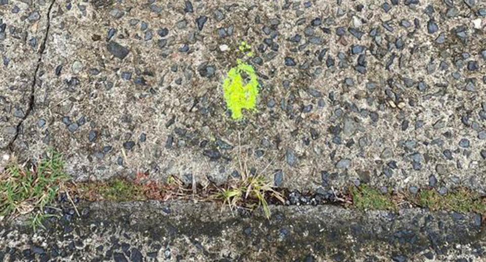 Green spray paint mark on gutter outside Cairns home. 