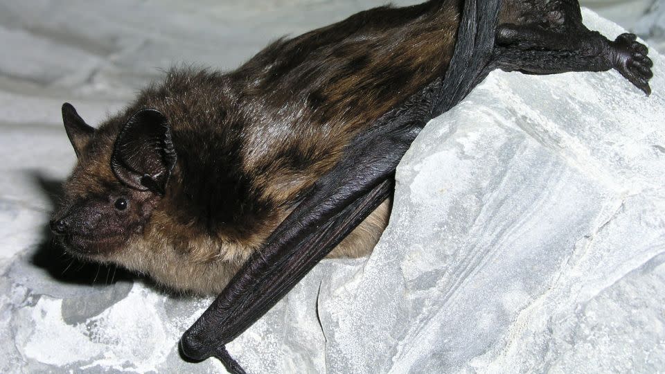 The information on bat mating behavior could help with efforts to come up with a way to artificially inseminate endangered bat species. - Olivier Glaizot