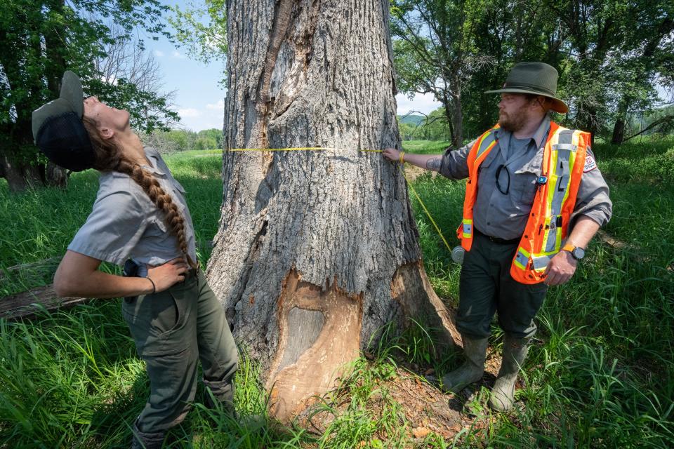Army Corps of Engineers foresters Sara Rother and Lewis Wiechmann measure a swamp white oak with a trunk circumference of 45 inches June 2 on an island in the Mississippi River south of La Crosse. The tree is estimated to be about 200 years old.