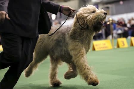 An Otterhound runs in the ring during judging at the 2016 Westminster Kennel Club Dog Show in the Manhattan borough of New York City, February 15, 2016. REUTERS/Mike Segar