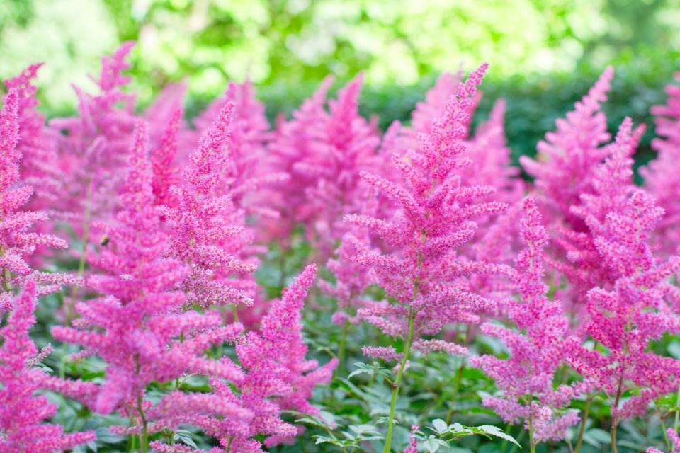 Shade Garden, Astilbe