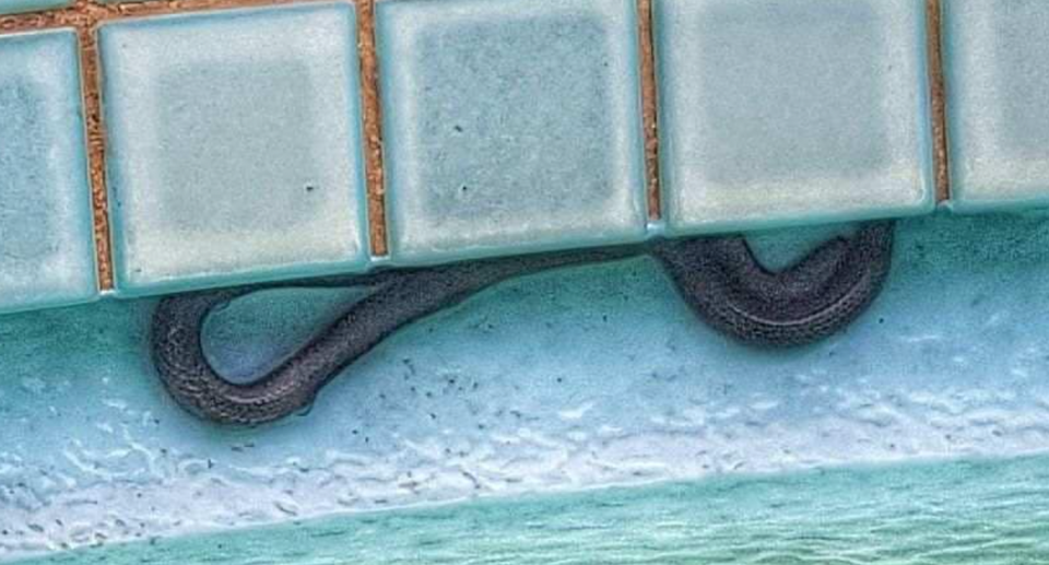 A close-up picture of the snake in a Grafton pool which may be an eastern small-eyed snake.