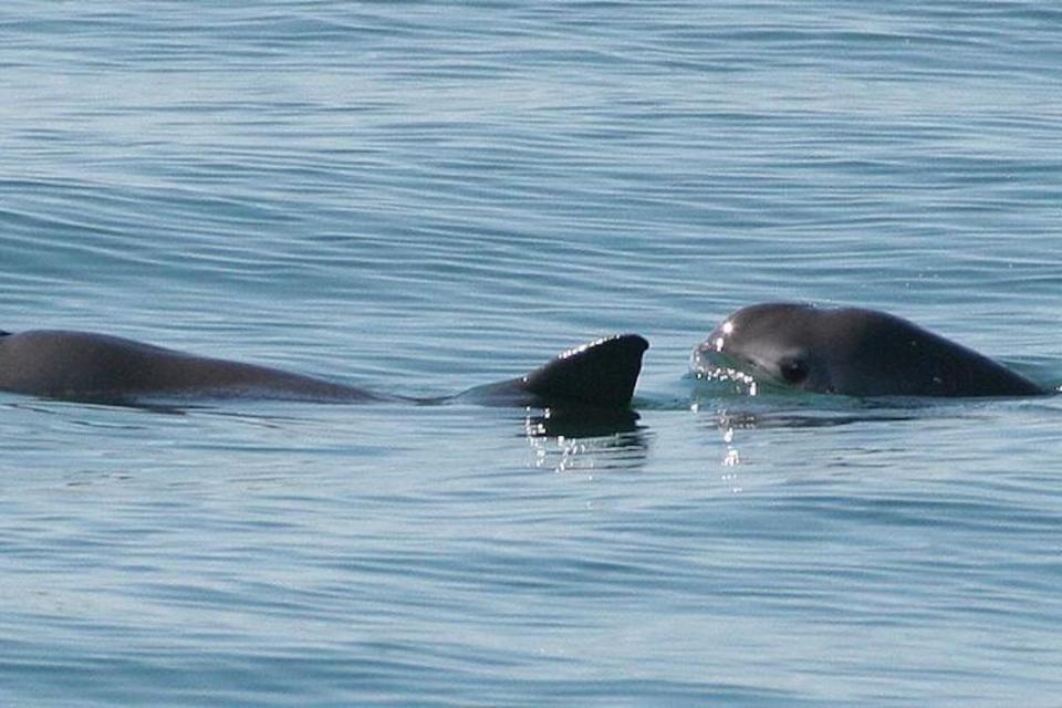 vaquitas marinas