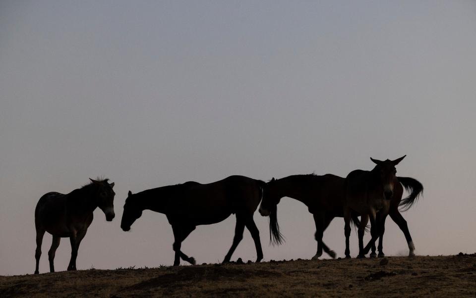 Silhouettes of horses - Racing braces itself as Panorama set to claim 'thousands' of horses are sent to slaughter in Britain annually - GETTY IMAGES