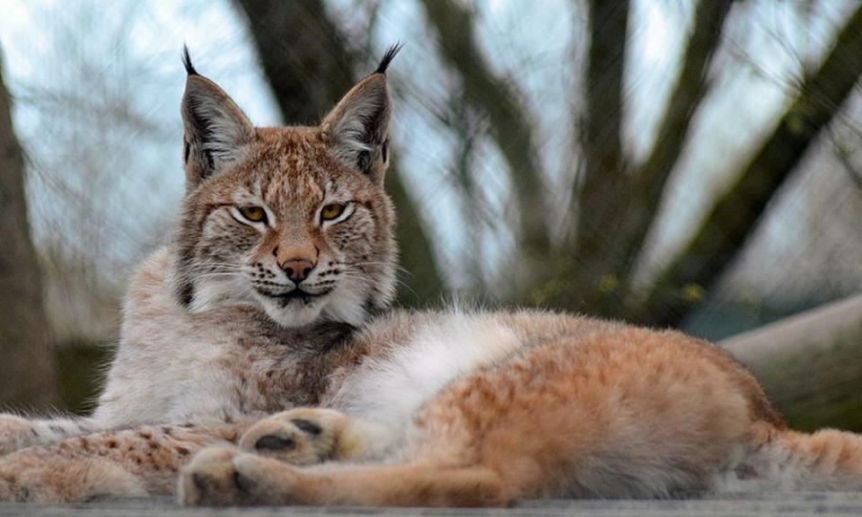 Lilith, a young Eurasian lynx who escaped from the Borth Wild Animal Kingdom near Aberystwyth and was later shot.