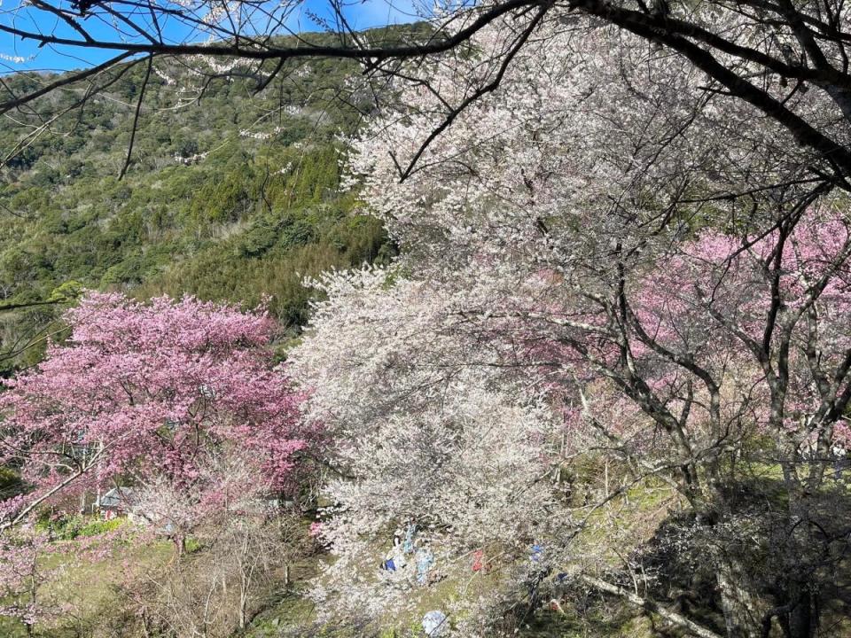 尖石馬胎部落的萬里山園目前各式櫻花全開，但要預約進入。（圖：萬里山園臉書）