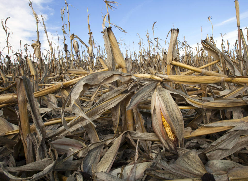 FILE - Corn plants weakened by the drought lie on the ground after being knocked over by rain on Sept. 19, 2012, in Bennington, Neb. Greenhouse gas emissions from the way humans consume food could add nearly one degree of warming to the Earth’s climate by 2100, according to a new study Monday, March 6, 2023. (AP Photo/Nati Harnik, File)